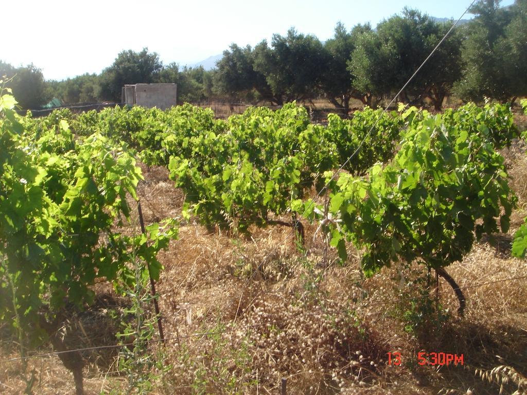 Zorbas Rooms Frangokastello Rom bilde
